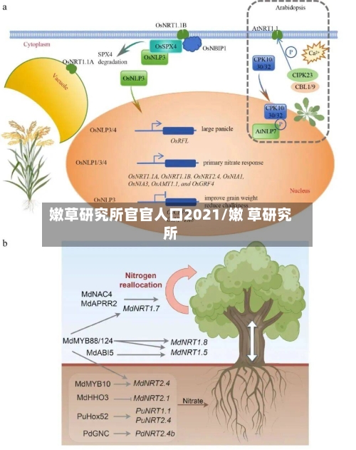 嫩草研究所官官人口2021/嫩 草研究所-第3张图片