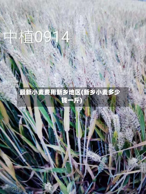 最新小麦费用新乡地区(新乡小麦多少钱一斤)-第3张图片