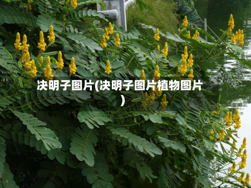 决明子图片(决明子图片植物图片)-第2张图片