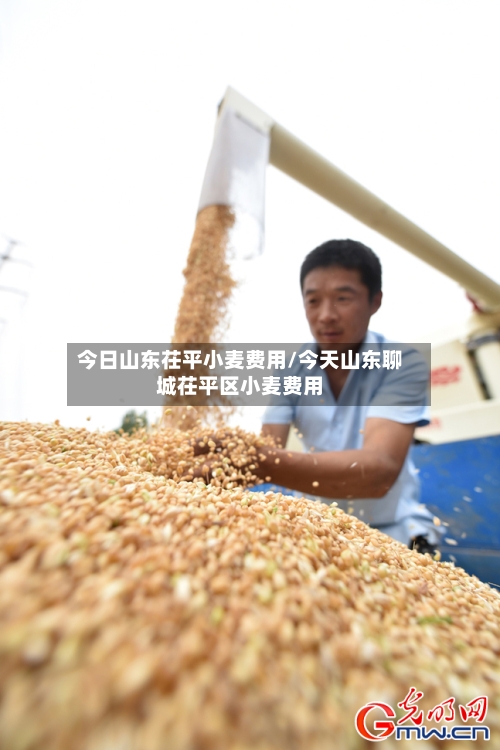今日山东茌平小麦费用/今天山东聊城茌平区小麦费用-第3张图片