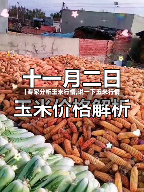 【专家分析玉米行情,说一下玉米行情】