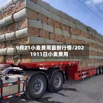 9月21小麦费用最新行情/2021911日小麦费用-第3张图片