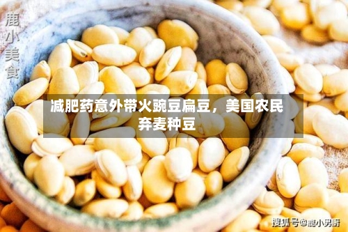 减肥药意外带火豌豆扁豆，美国农民弃麦种豆-第2张图片