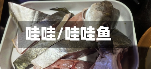 哇哇/哇哇鱼-第2张图片