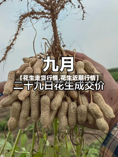 【花生走货行情,花生近期行情】