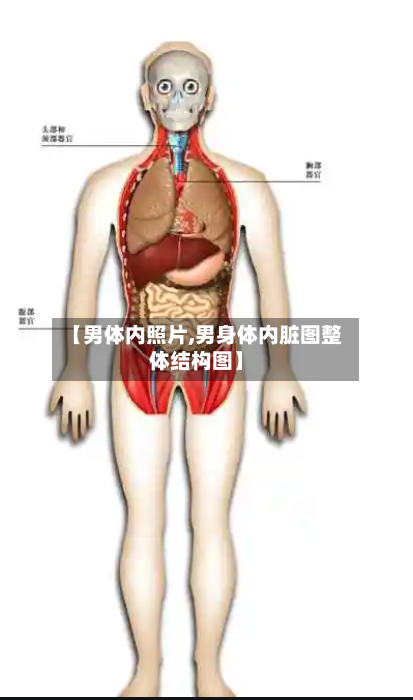 【男体内照片,男身体内脏图整体结构图】