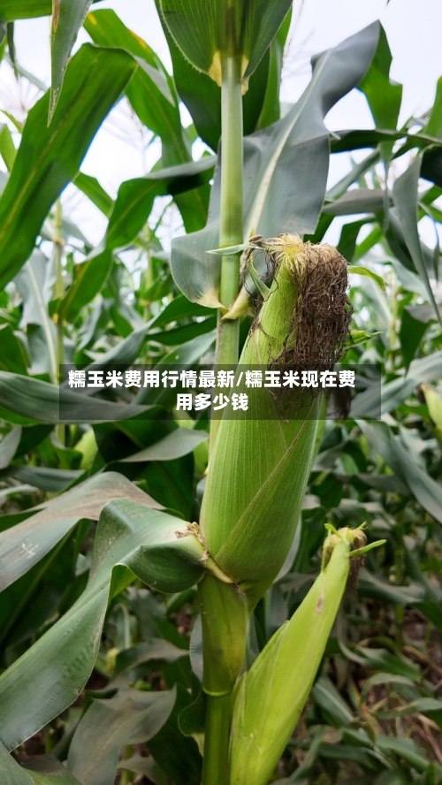 糯玉米费用行情最新/糯玉米现在费用多少钱