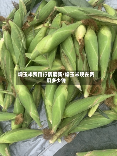 糯玉米费用行情最新/糯玉米现在费用多少钱-第2张图片