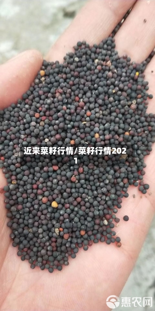 近来菜籽行情/菜籽行情2021-第3张图片