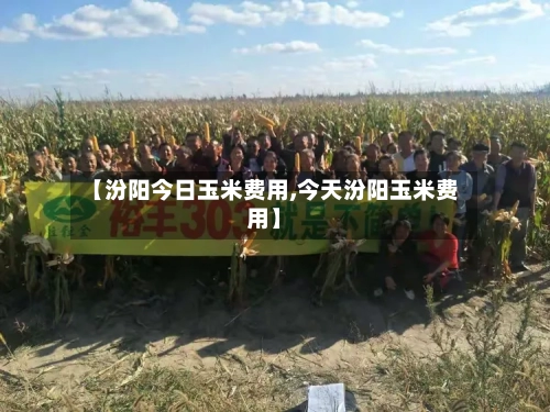 【汾阳今日玉米费用,今天汾阳玉米费用】