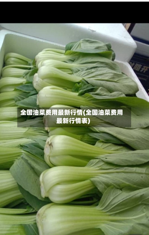 全国油菜费用最新行情(全国油菜费用最新行情表)-第2张图片