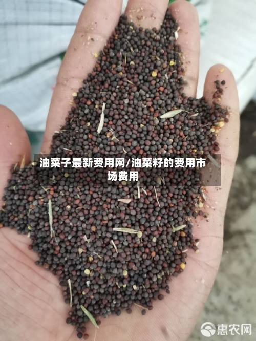 油菜子最新费用网/油菜籽的费用市场费用