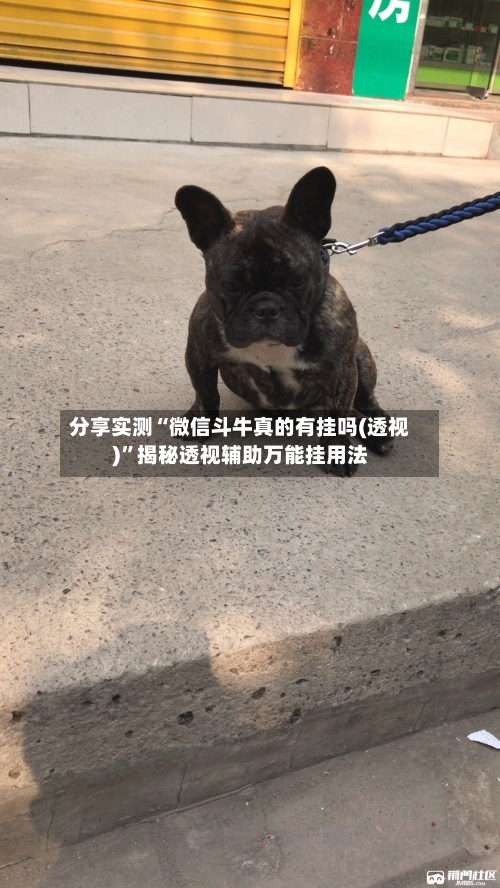 分享实测“微信斗牛真的有挂吗(透视)”揭秘透视辅助万能挂用法