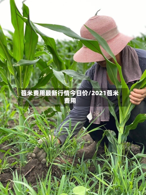 苞米费用最新行情今日价/2021苞米费用