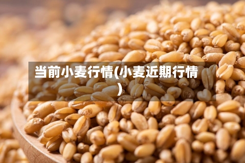 当前小麦行情(小麦近期行情)