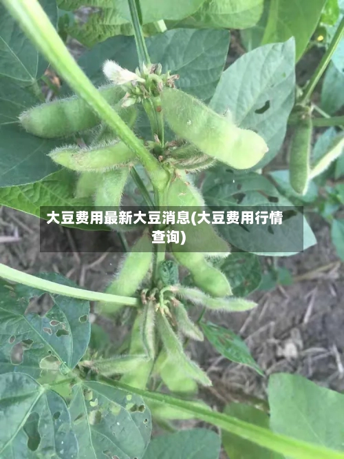 大豆费用最新大豆消息(大豆费用行情查询)-第3张图片