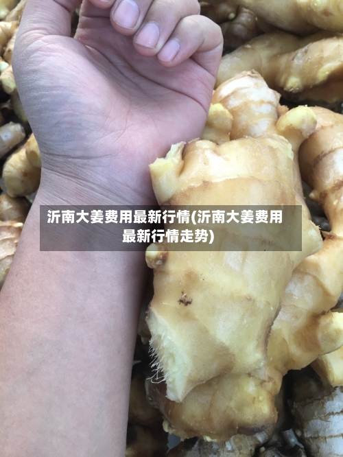沂南大姜费用最新行情(沂南大姜费用最新行情走势)-第2张图片