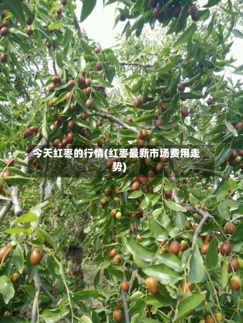 今天红枣的行情(红枣最新市场费用走势)