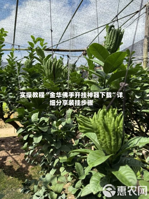 实操教程“金华佛手开挂神器下载”详细分享装挂步骤-第2张图片