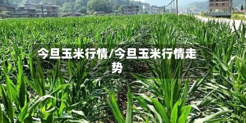 今旦玉米行情/今旦玉米行情走势-第2张图片