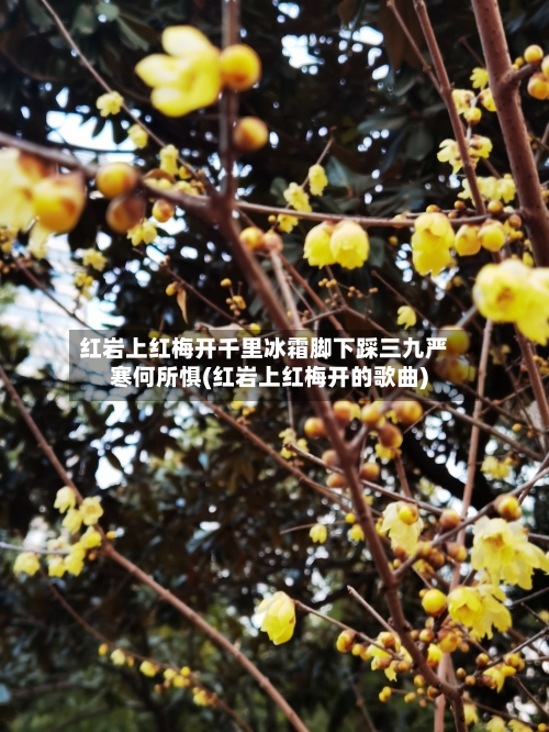 红岩上红梅开千里冰霜脚下踩三九严寒何所惧(红岩上红梅开的歌曲)
