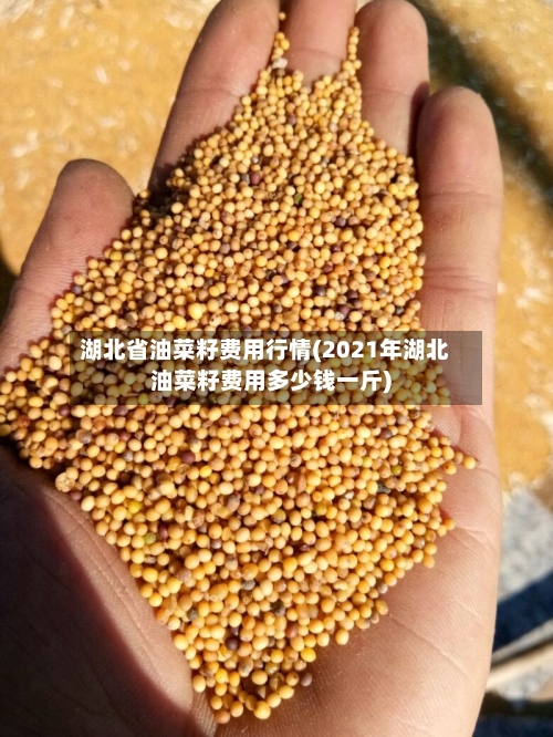 湖北省油菜籽费用行情(2021年湖北油菜籽费用多少钱一斤)-第2张图片