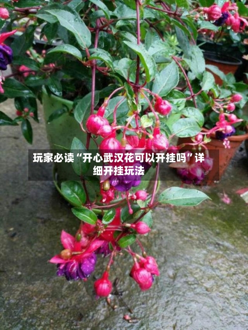 玩家必读“开心武汉花可以开挂吗”详细开挂玩法-第2张图片