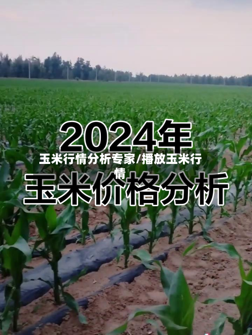 玉米行情分析专家/播放玉米行情