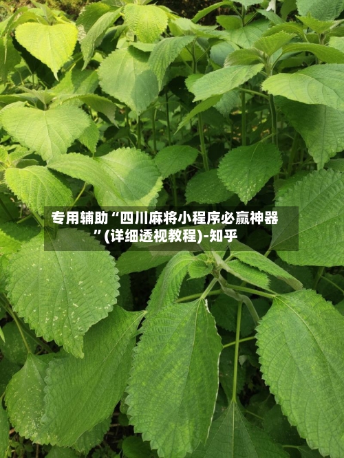 专用辅助“四川麻将小程序必赢神器”(详细透视教程)-知乎-第2张图片