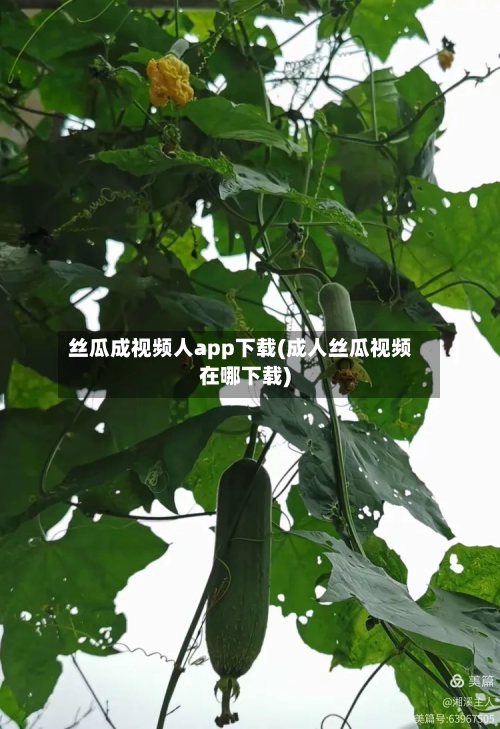 丝瓜成视频人app下载(成人丝瓜视频在哪下载)