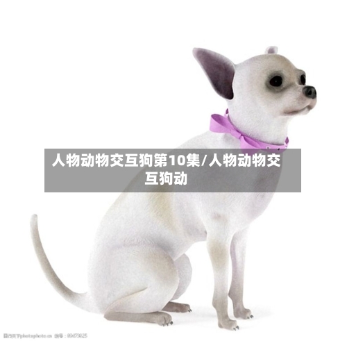 人物动物交互狗第10集/人物动物交互狗动