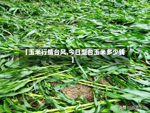 【玉米行情台风,今日型台玉米多少钱】-第2张图片