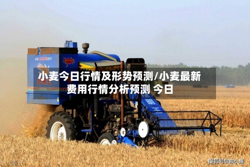 小麦今日行情及形势预测/小麦最新费用行情分析预测 今日